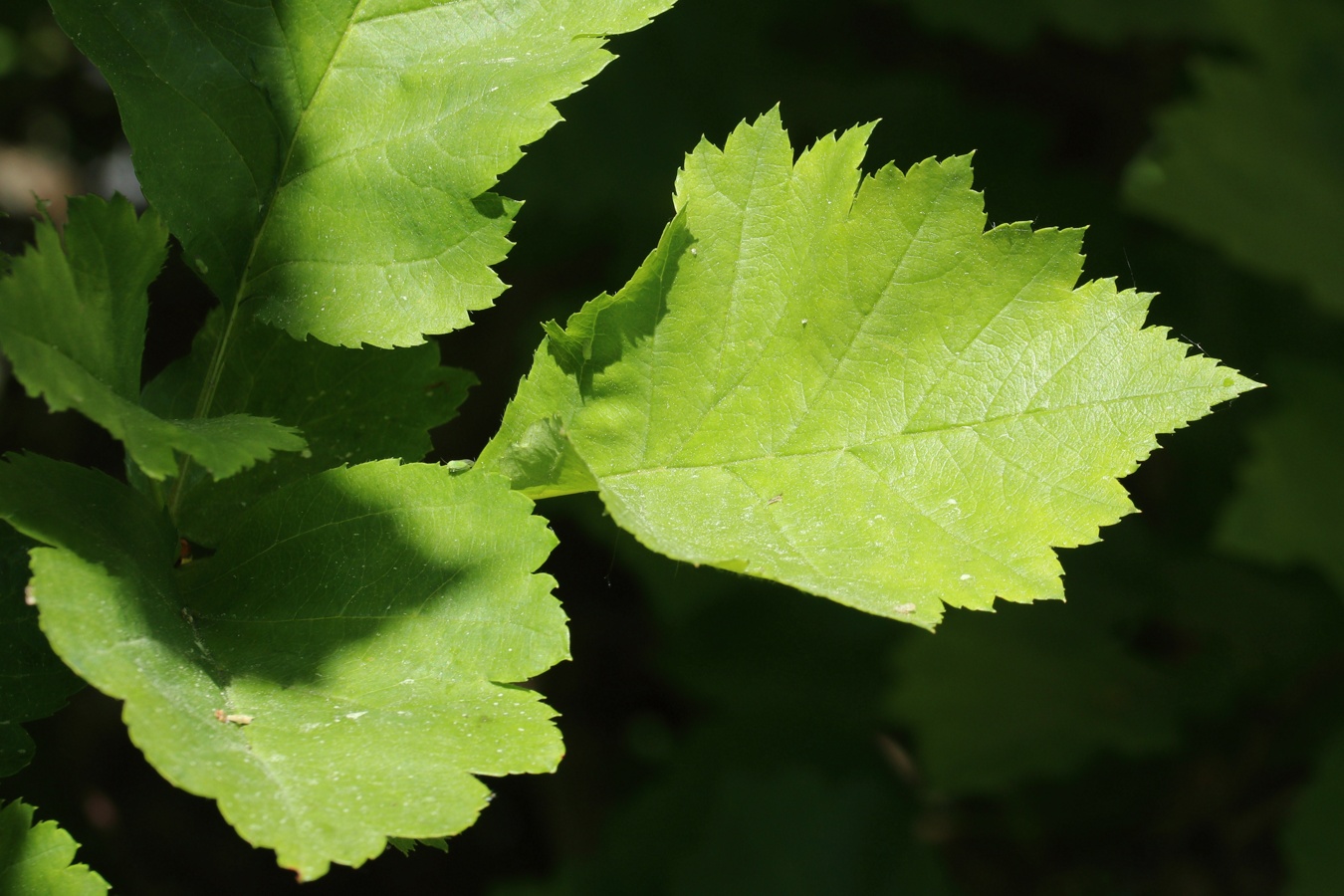 Изображение особи род Crataegus.