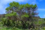 Dodonaea viscosa