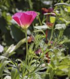 Eschscholzia californica