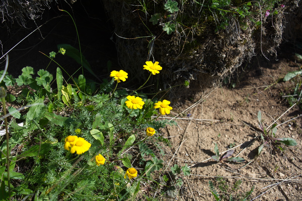 Image of Anthemis sosnovskyana specimen.