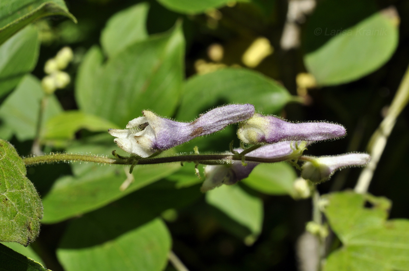 Image of Aconitum alboviolaceum specimen.