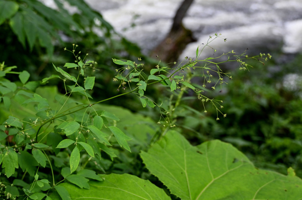 Image of Thalictrum sachalinense specimen.