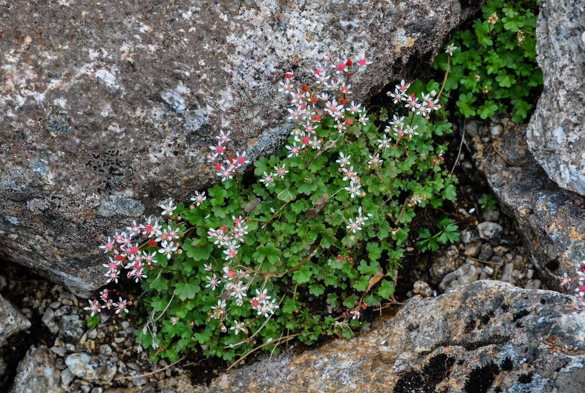 Изображение особи Micranthes nudicaulis.