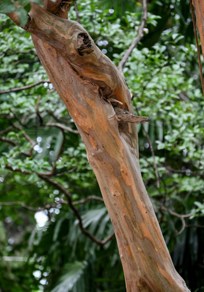Image of Arbutus andrachne specimen.