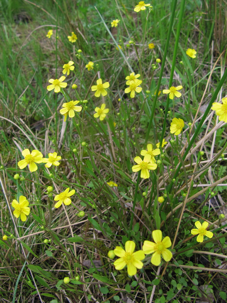 Изображение особи Ranunculus flammula.