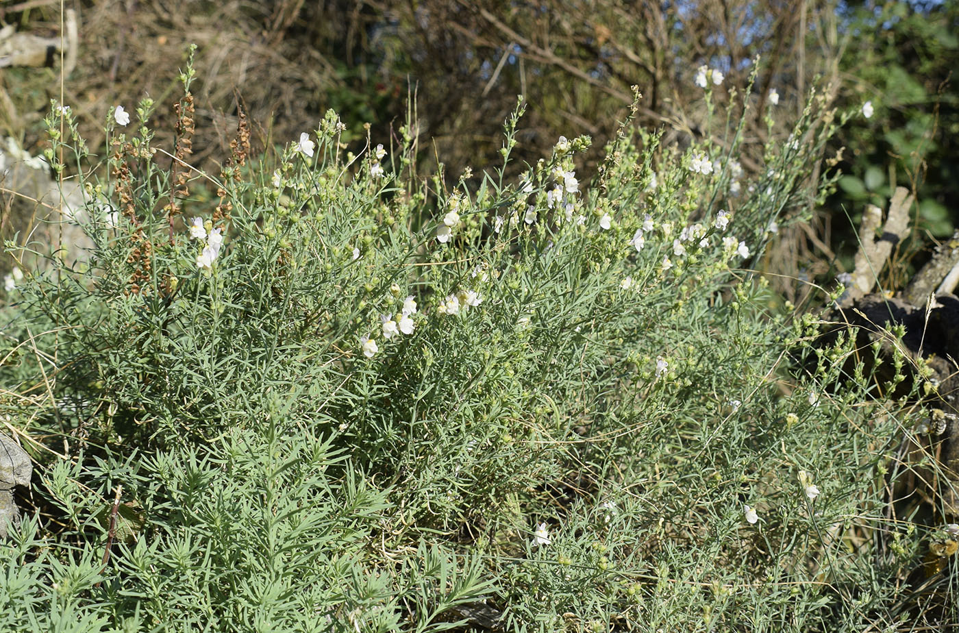 Изображение особи Linaria repens.