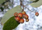 Sorbus luristanica. Верхушка ветки с плодами. Санкт-Петербург, парк Ботанического сада БИН РАН, в культуре. 21.10.2023.