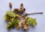 Quercus pubescens