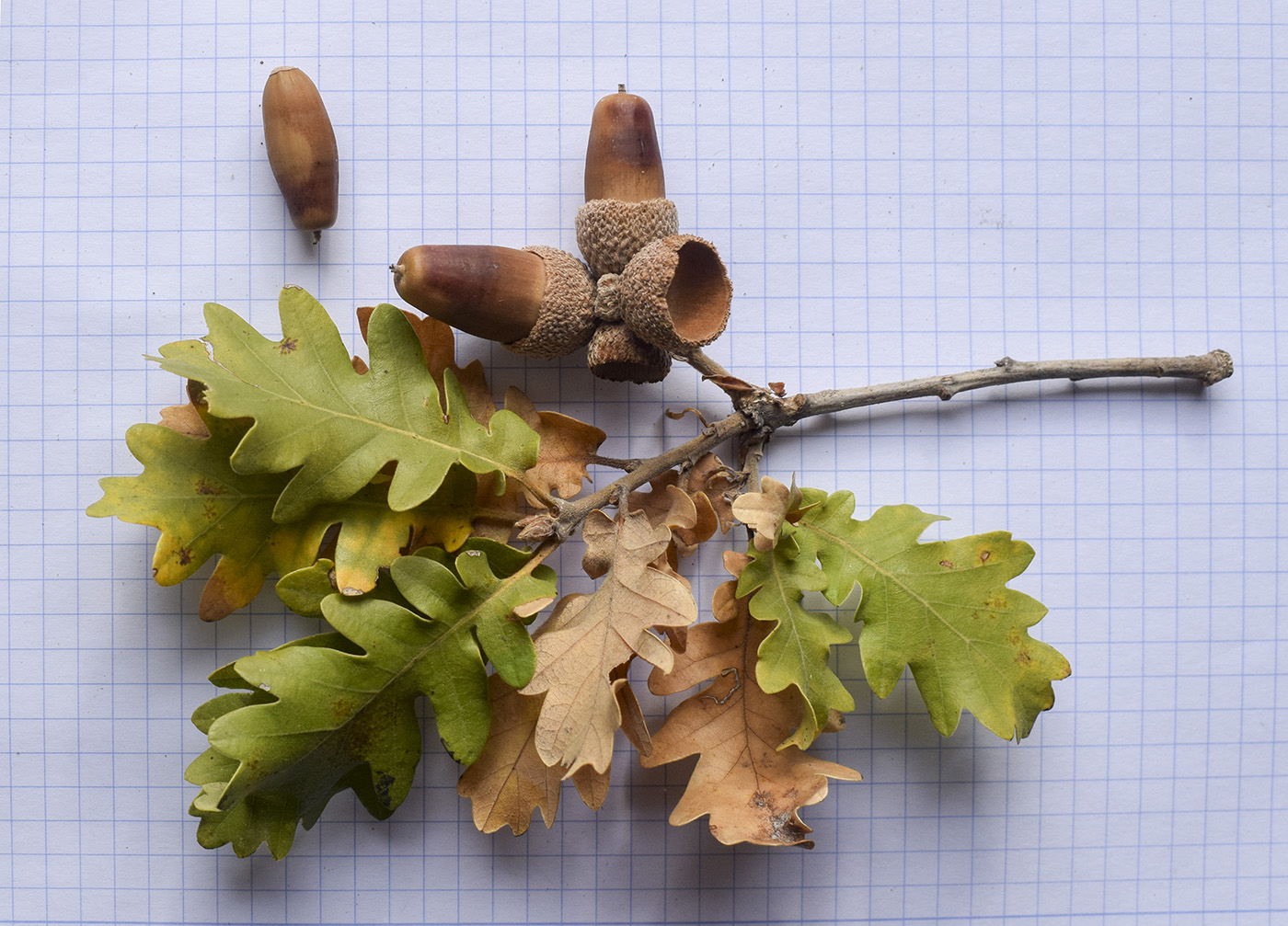 Image of Quercus pubescens specimen.