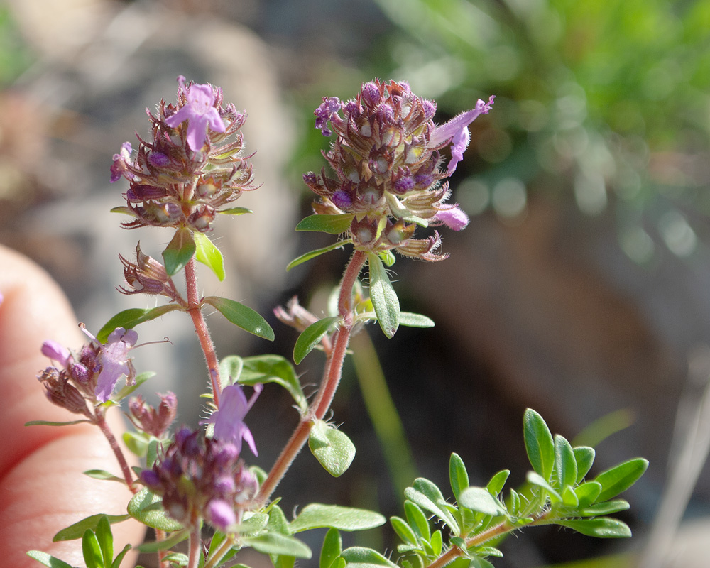 Изображение особи Thymus mongolicus.