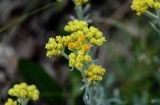 Helichrysum arenarium. Соцветия. Оренбургская обл., Кувандыкский гор. округ, окр. г. Кувандык, степной склон. 06.07.2023.