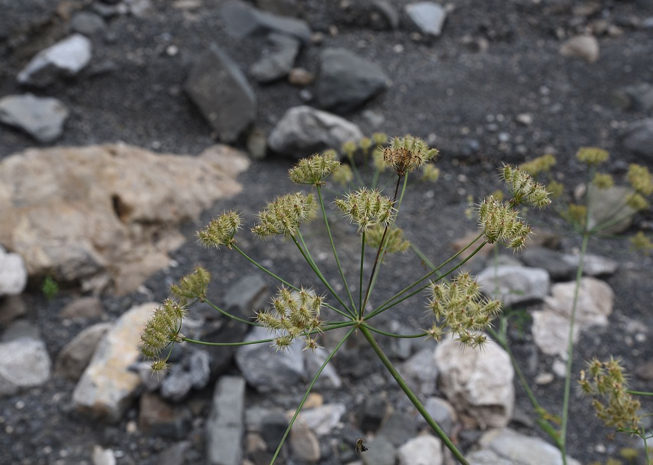 Image of Astrodaucus orientalis specimen.