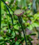 Leontodon asperrimus