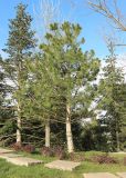 Pinus pallasiana. Дерево с шишками. Краснодар, парк \"Краснодар\", Японский сад, в культуре. 01.01.2024.