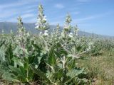 Phlomoides eriocalyx