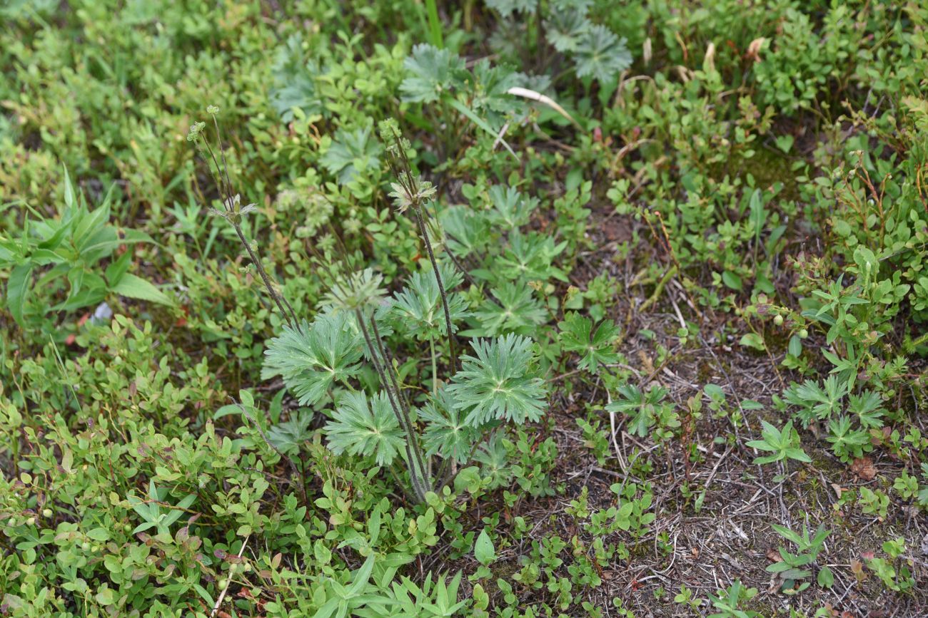 Image of Anemonastrum biarmiense specimen.