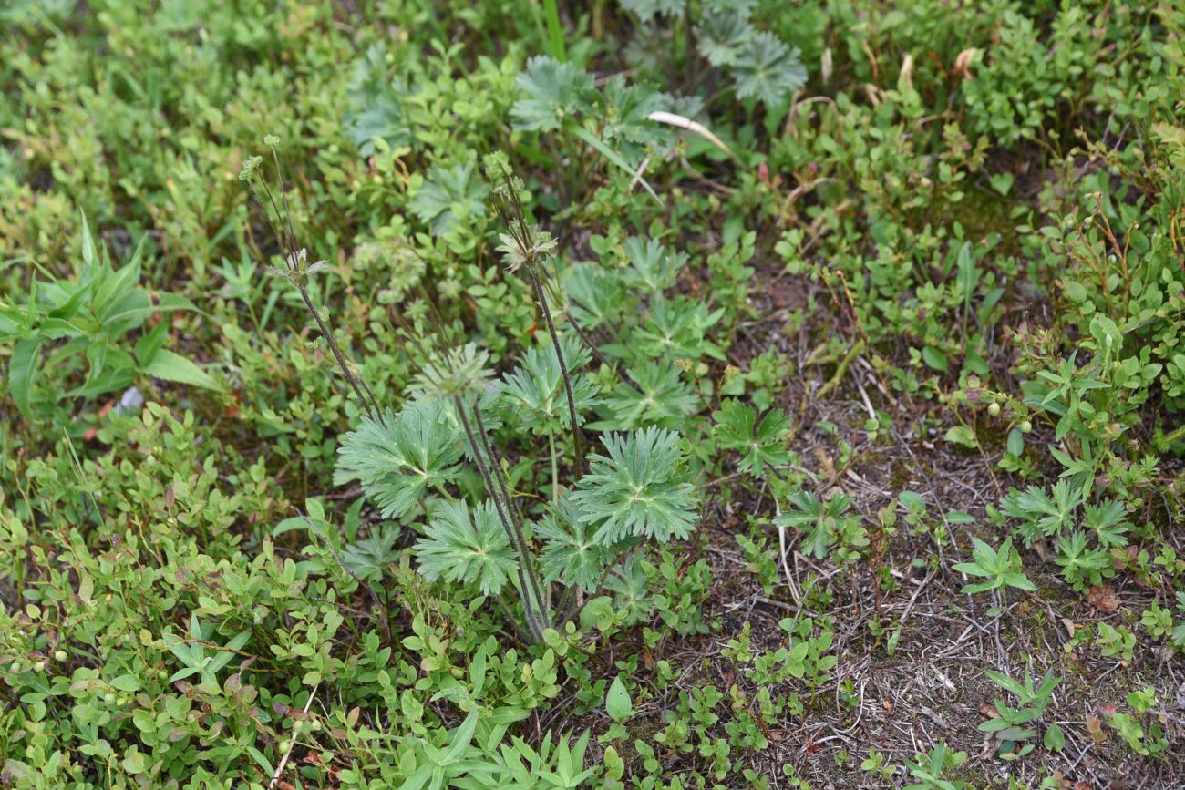 Изображение особи Anemonastrum biarmiense.