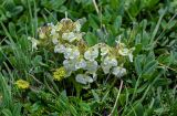 Pedicularis armena. Цветущее растение в сообществе с Trifolium и Apiaceae. Армения, обл. Арагацотн, гора Арагац, берег оз. Кари, ≈ 3200 м н.у.м., альпийский луг. 20.06.2022.