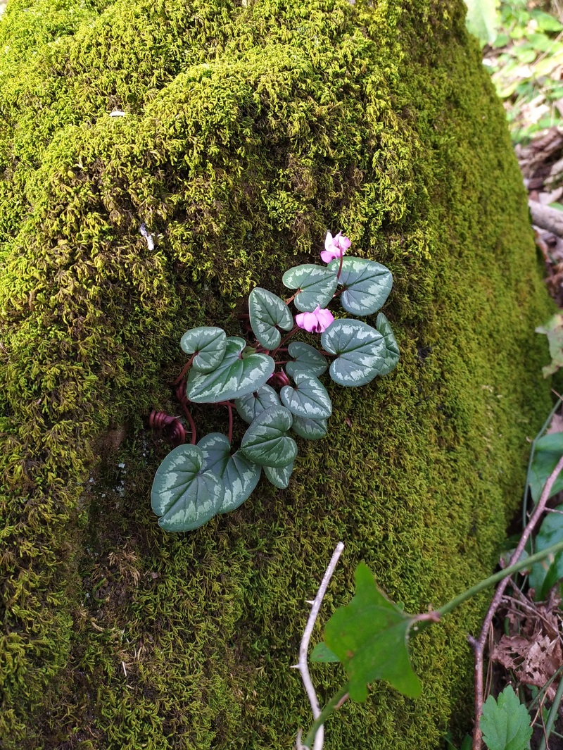 Image of Cyclamen coum specimen.