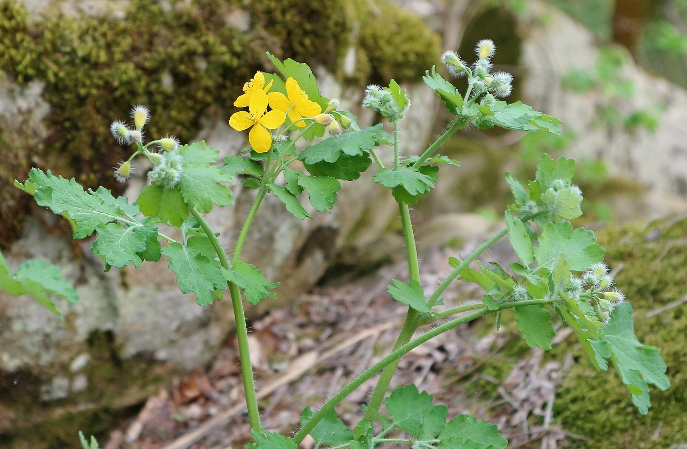 Image of Chelidonium majus specimen.