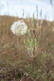 род Tragopogon. Плодоносящее растение. Татарстан, Камско-Устьинский р-н, окр. с. Красновидово, долина р. Волга, залежь. 22.09.2023.