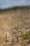 Hierochloe repens