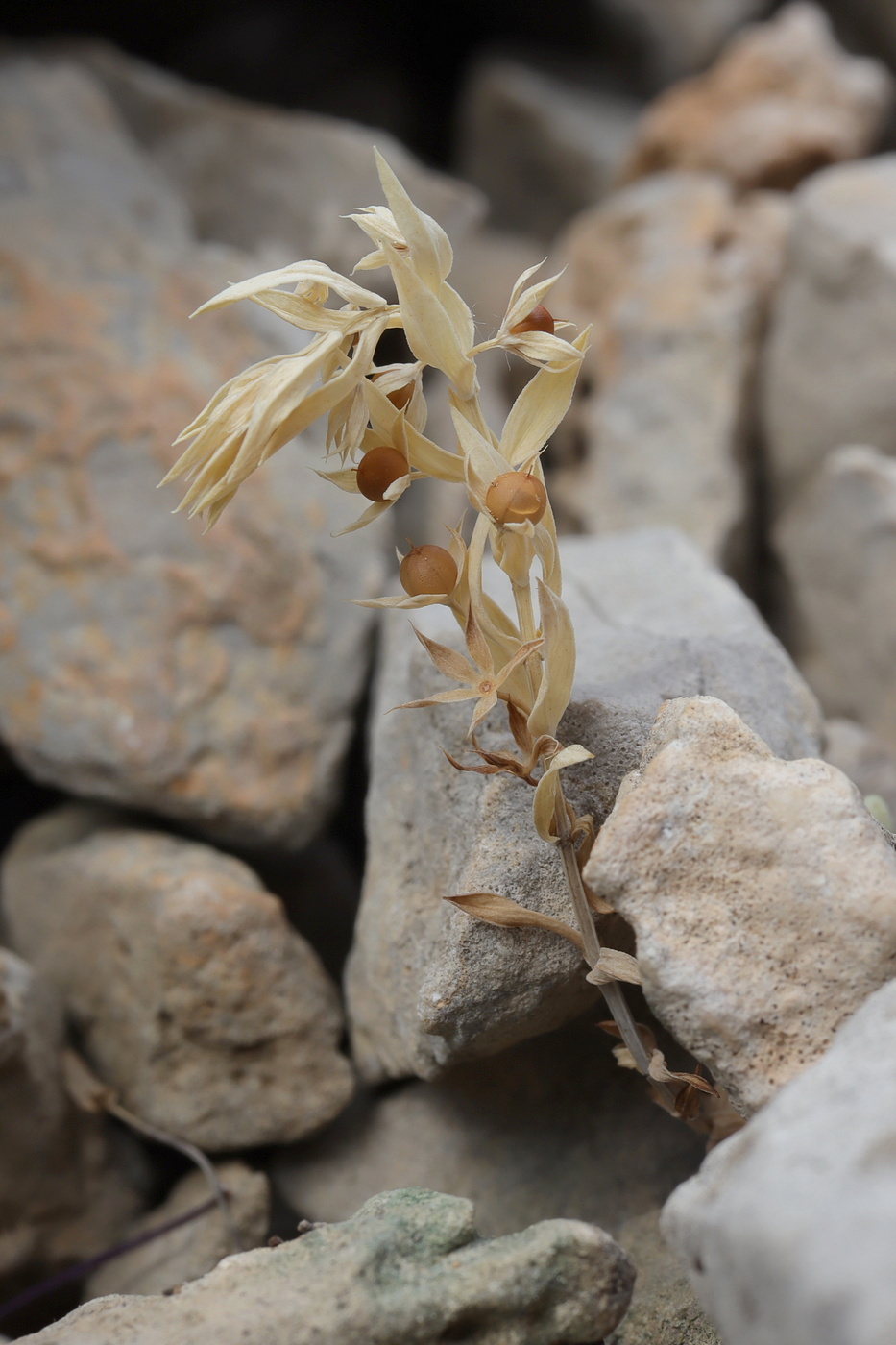 Изображение особи Asterolinon linum-stellatum.