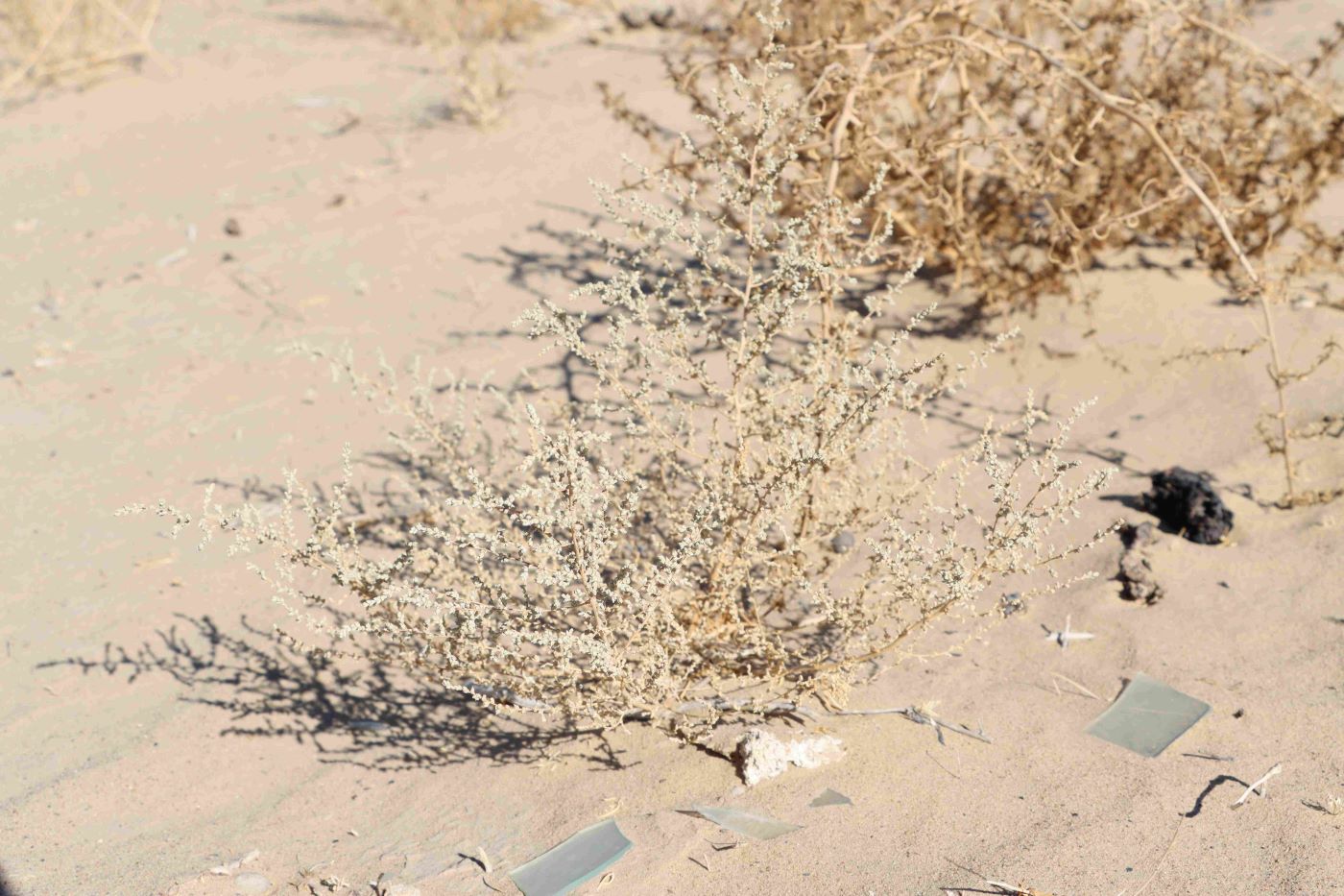 Image of Salsola incanescens specimen.