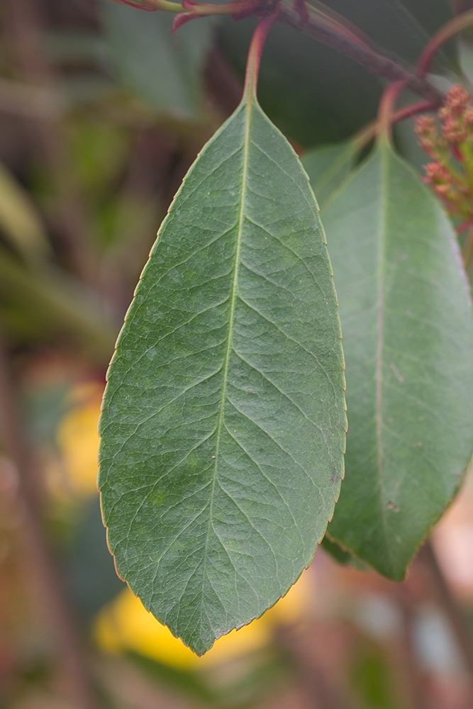 Изображение особи Photinia &times; fraseri.
