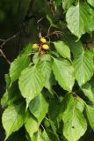 Armeniaca mandshurica