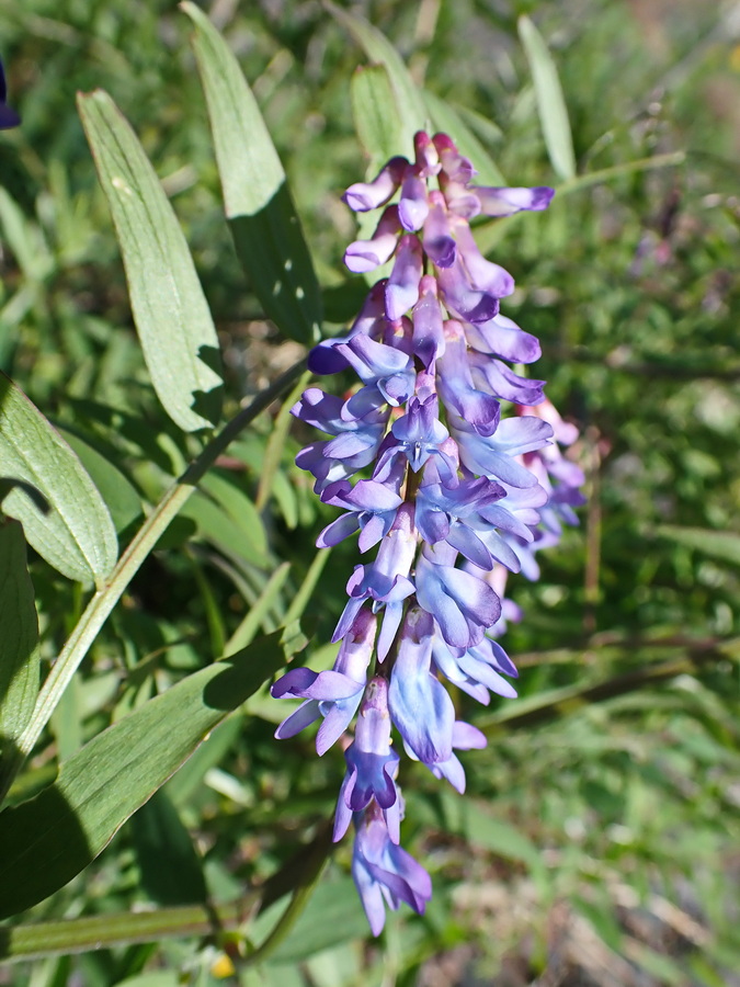 Image of Vicia cracca specimen.