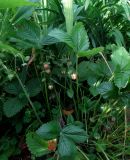 Fragaria подвид jenisseensis