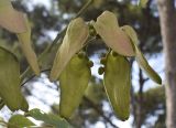 Firmiana simplex