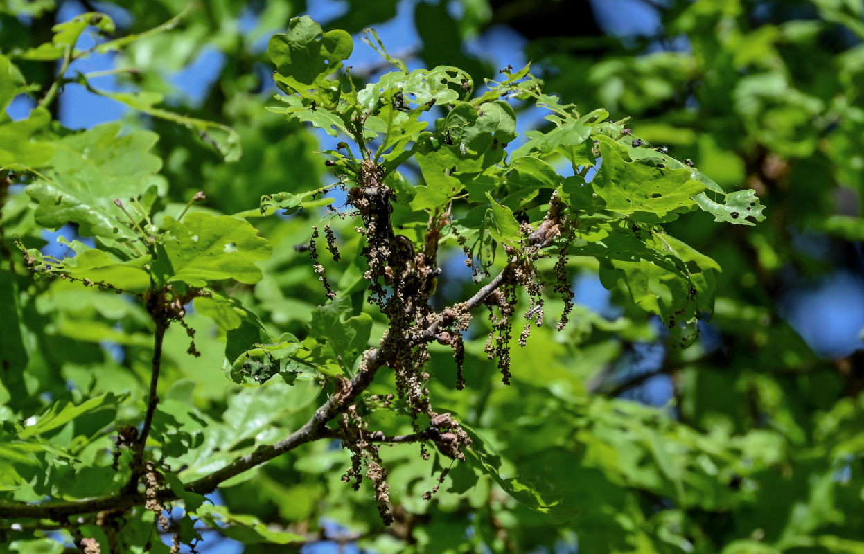 Image of Quercus robur specimen.