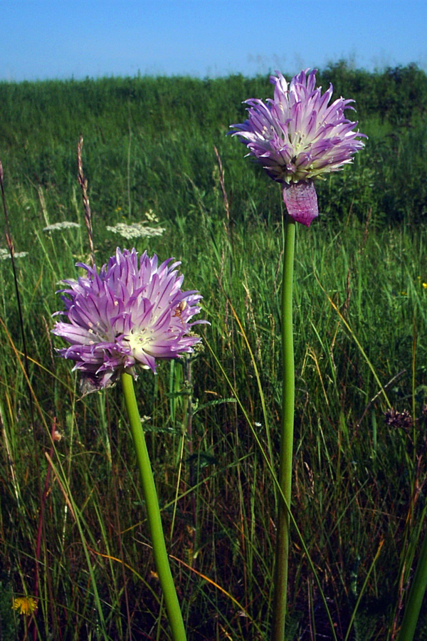 Image of Allium schoenoprasum specimen.