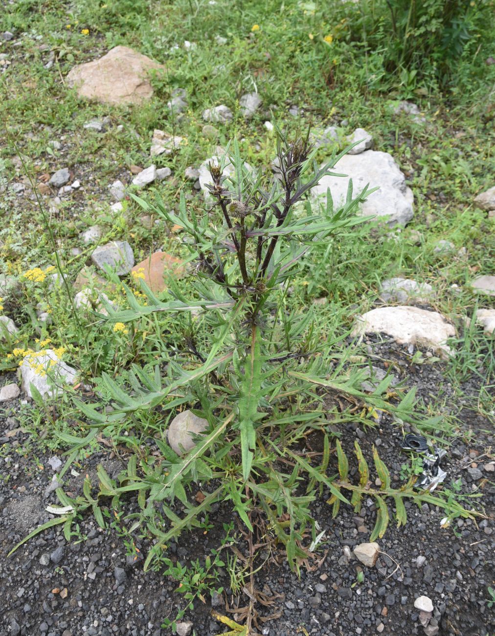 Изображение особи род Cirsium.