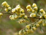 Artemisia gmelinii
