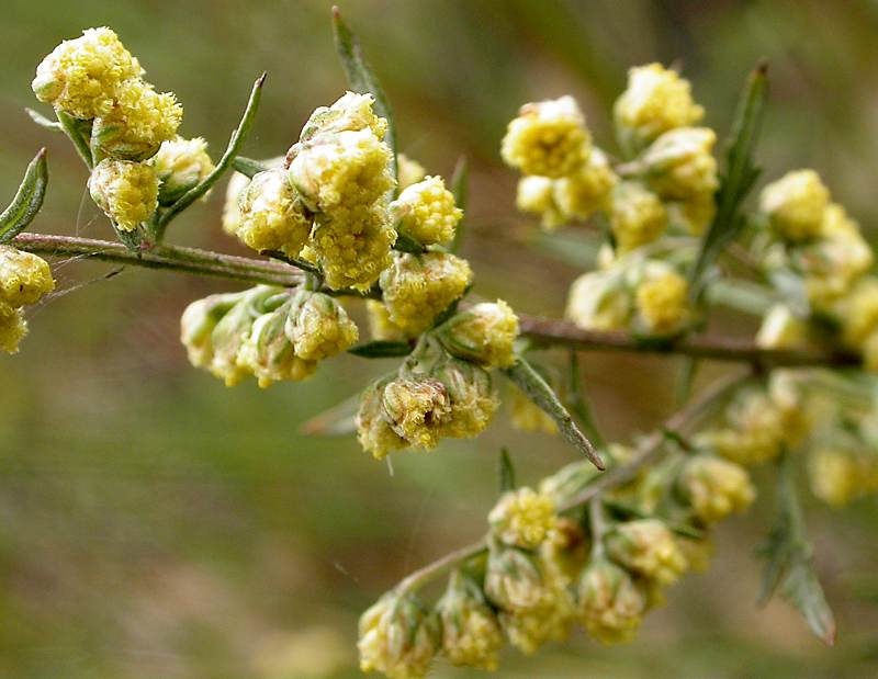 Image of Artemisia gmelinii specimen.