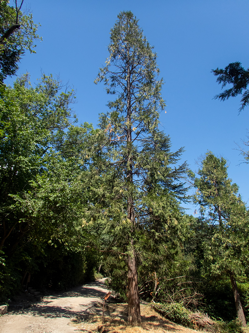 Image of Calocedrus decurrens specimen.