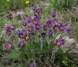 Pulsatilla vulgaris. Цветущие растения. Пермский край, Краснокамский р-н, окр. пос. Оверята, заброшенный садовый участок. 21.05.2024.