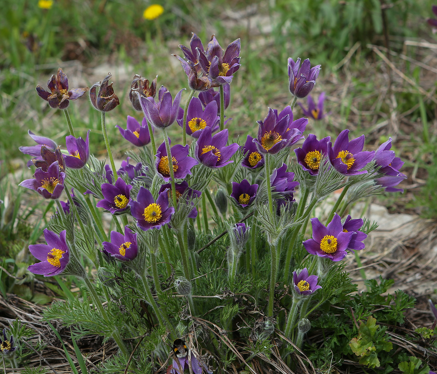 Image of Pulsatilla vulgaris specimen.