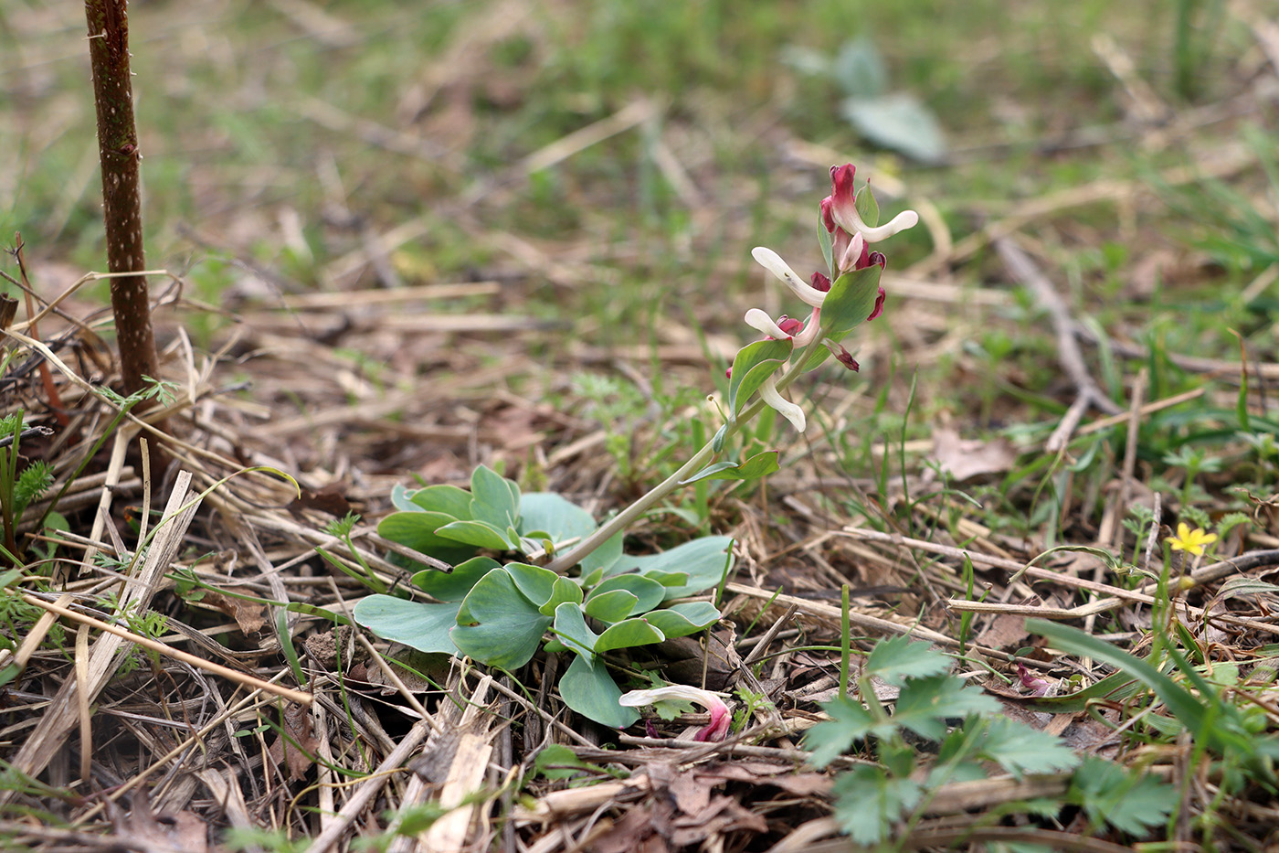 Image of Corydalis ledebouriana specimen.