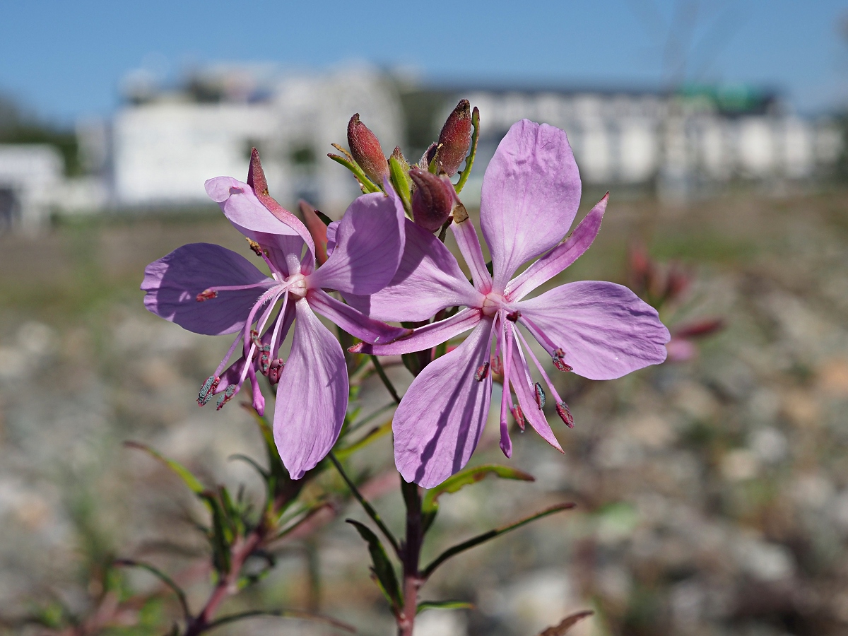 Изображение особи Chamaenerion colchicum.