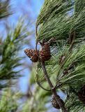 Pinus pityusa. Верхушка ветви с шишками. Краснодарский край, Сочи, Хостинский р-н, гора Ахун, опушка смешанного леса. 14.03.2025.