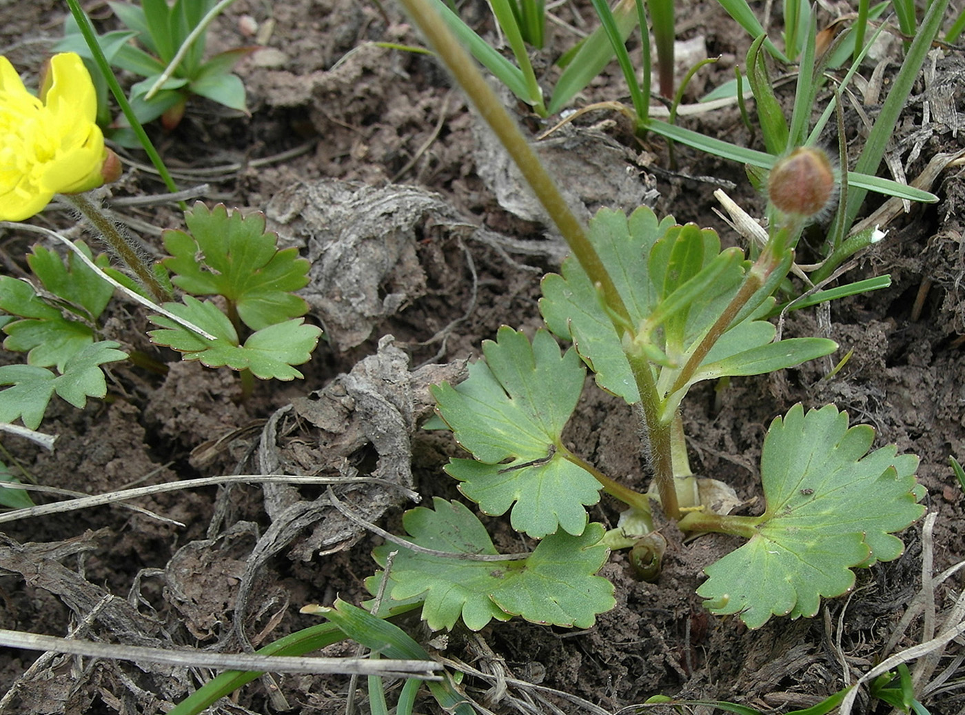 Изображение особи Ranunculus czimganicus.
