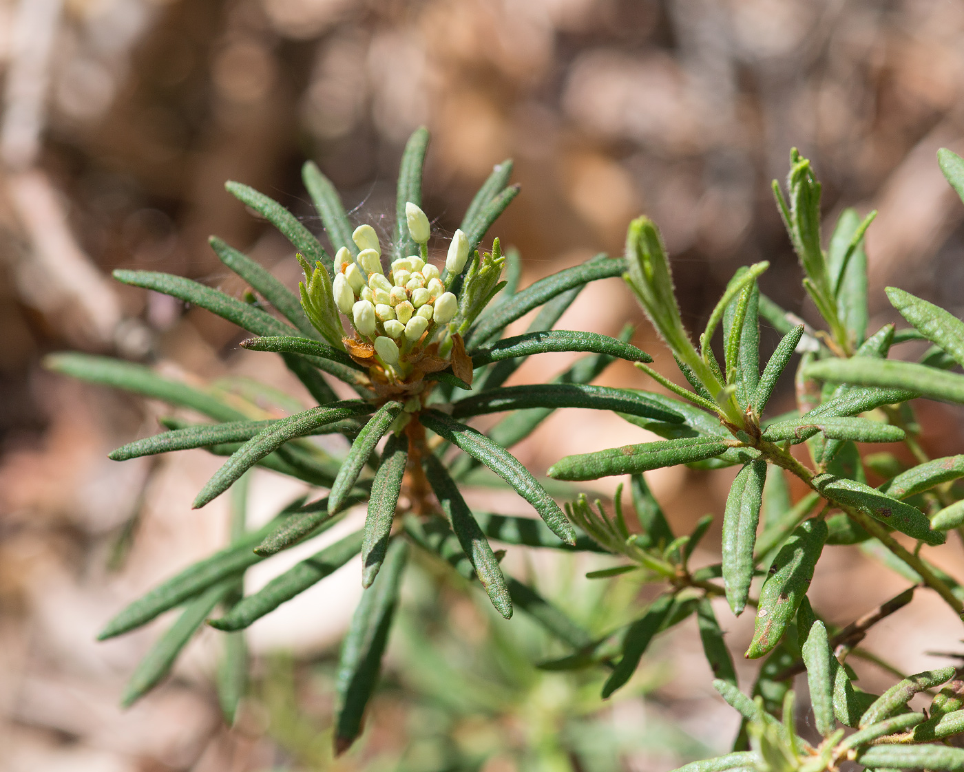 Image of Ledum palustre specimen.