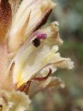 Orobanche callieri. Цветок в разрезе. Крым, Севастополь, Байдарская дол., опушка лиственного леса, закустаренная поляна (паразитирует на Erodium cicutarium). 29 мая 2025 г.