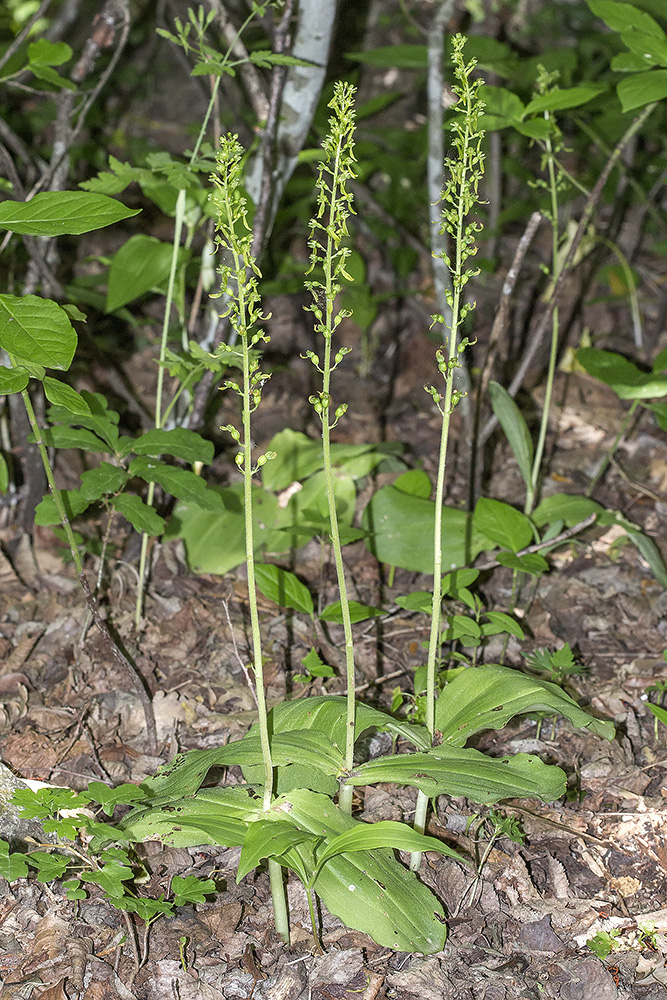 Image of Listera ovata specimen.