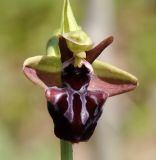 Ophrys mammosa