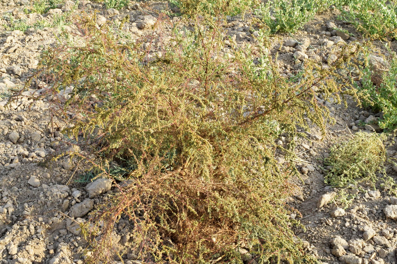 Image of Suaeda arcuata specimen.